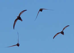 Image of swift, common swift