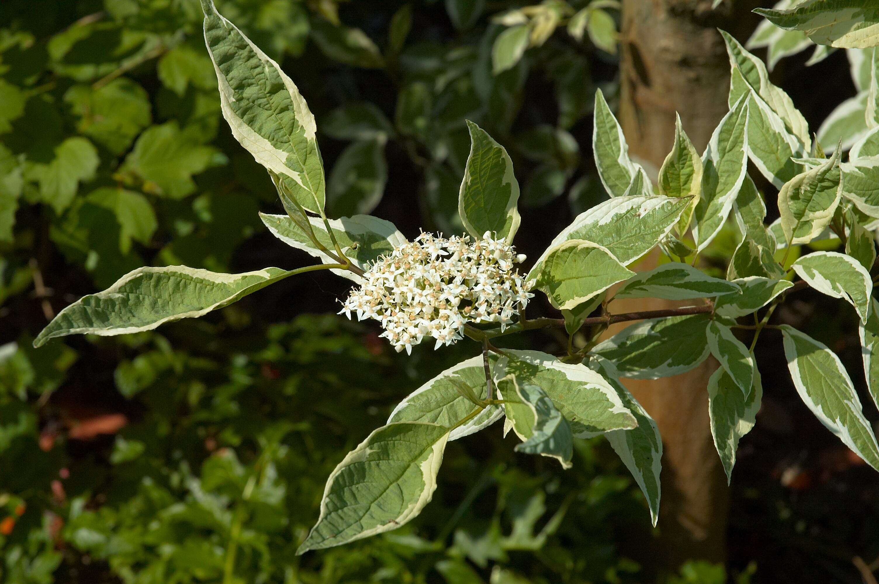 Image of Red-Barked Dogwood