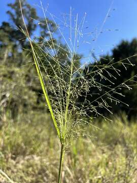 Image of plains lovegrass