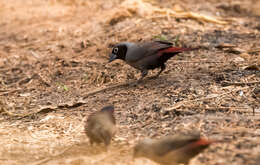 Image of Black-faced Firefinch