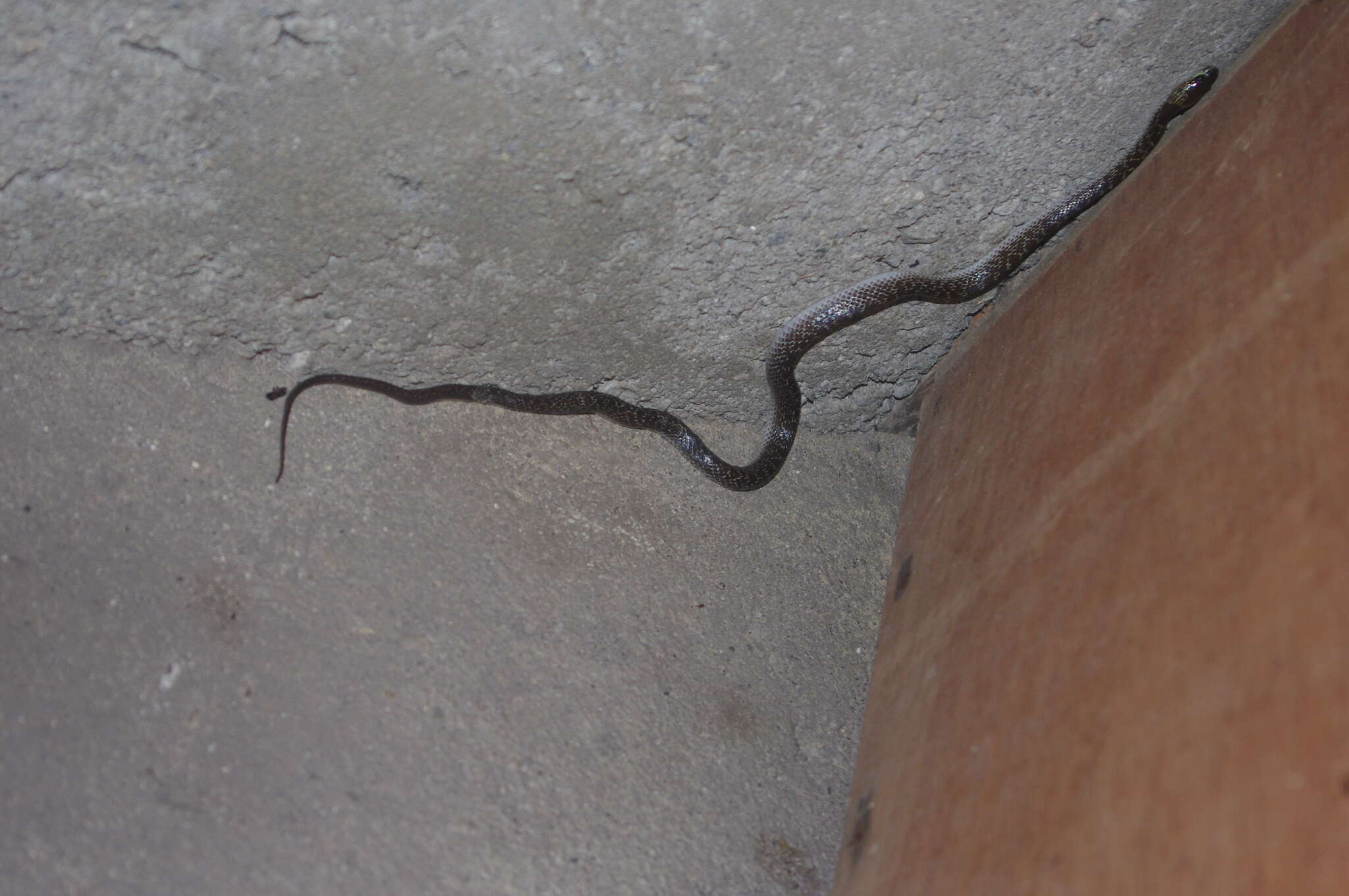 Image of Indian Wolf Snake