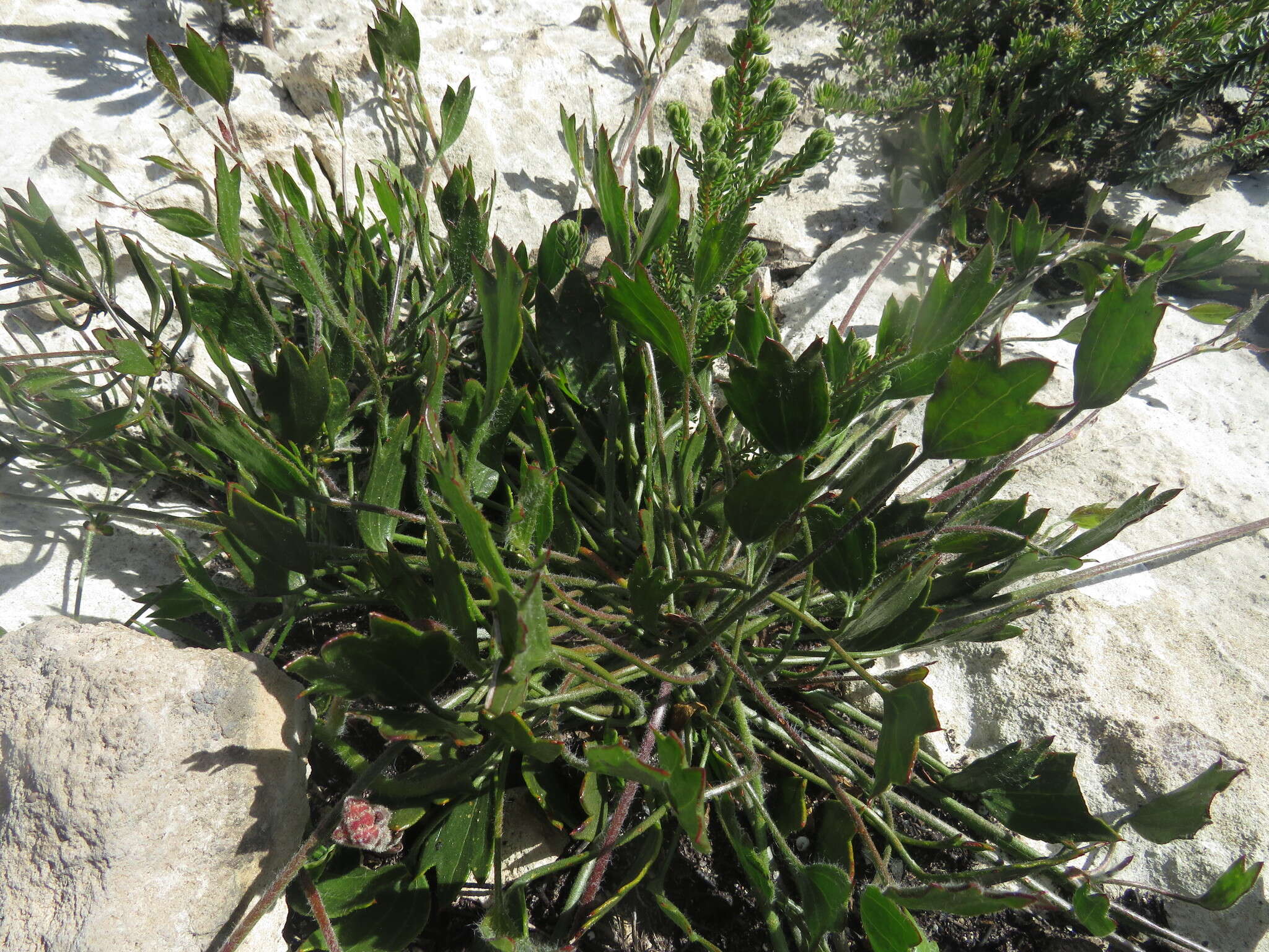 Image of Centella brachycarpa