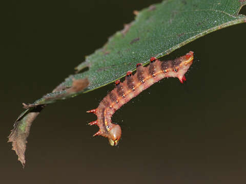 Image of Coxcomb Prominent