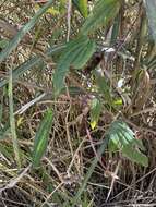 Image of Clematis henryi Oliv.