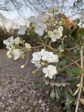 Imagem de Viburnum macrocephalum Fortune