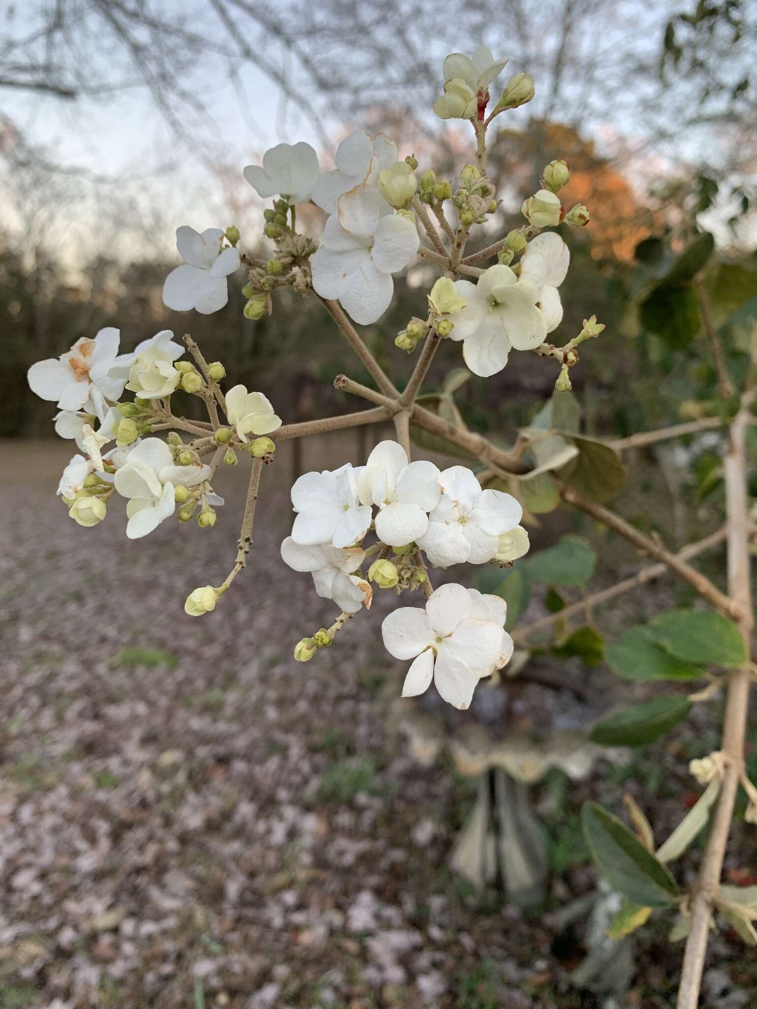 Image of Chinese viburnum