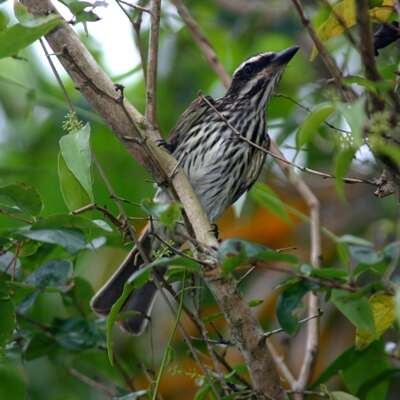 Imagem de Myiodynastes maculatus (Müller & Pls 1776)