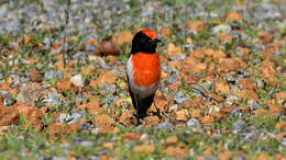 Image of Red-capped Robin