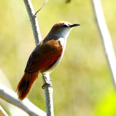 Image of Yellow-chinned Spinetail