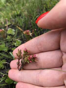 Image of Sedum tenellum M. Bieb.