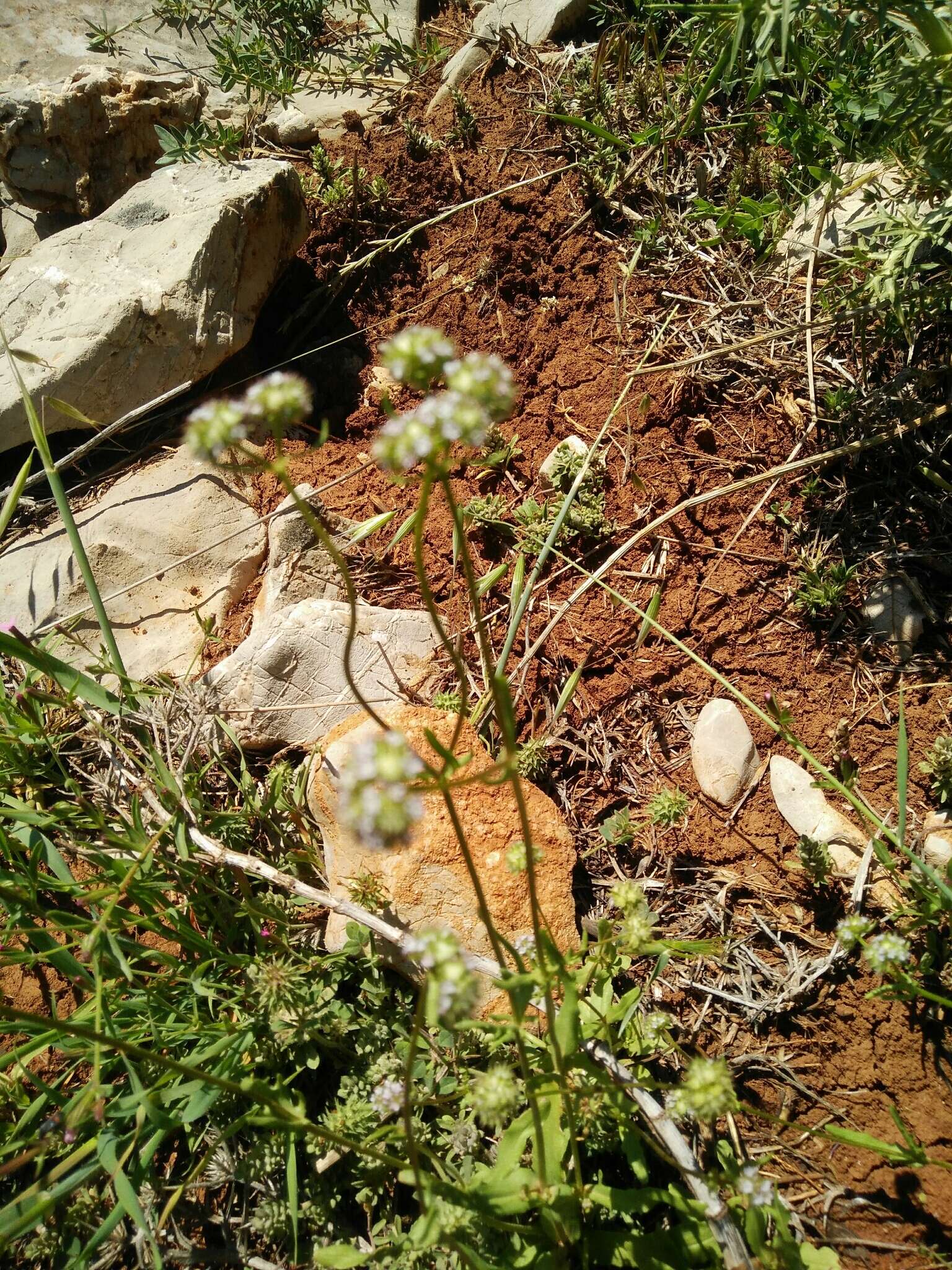 Image of Valerianella coronata (L.) DC.