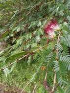 Image of Calliandra riparia Pittier