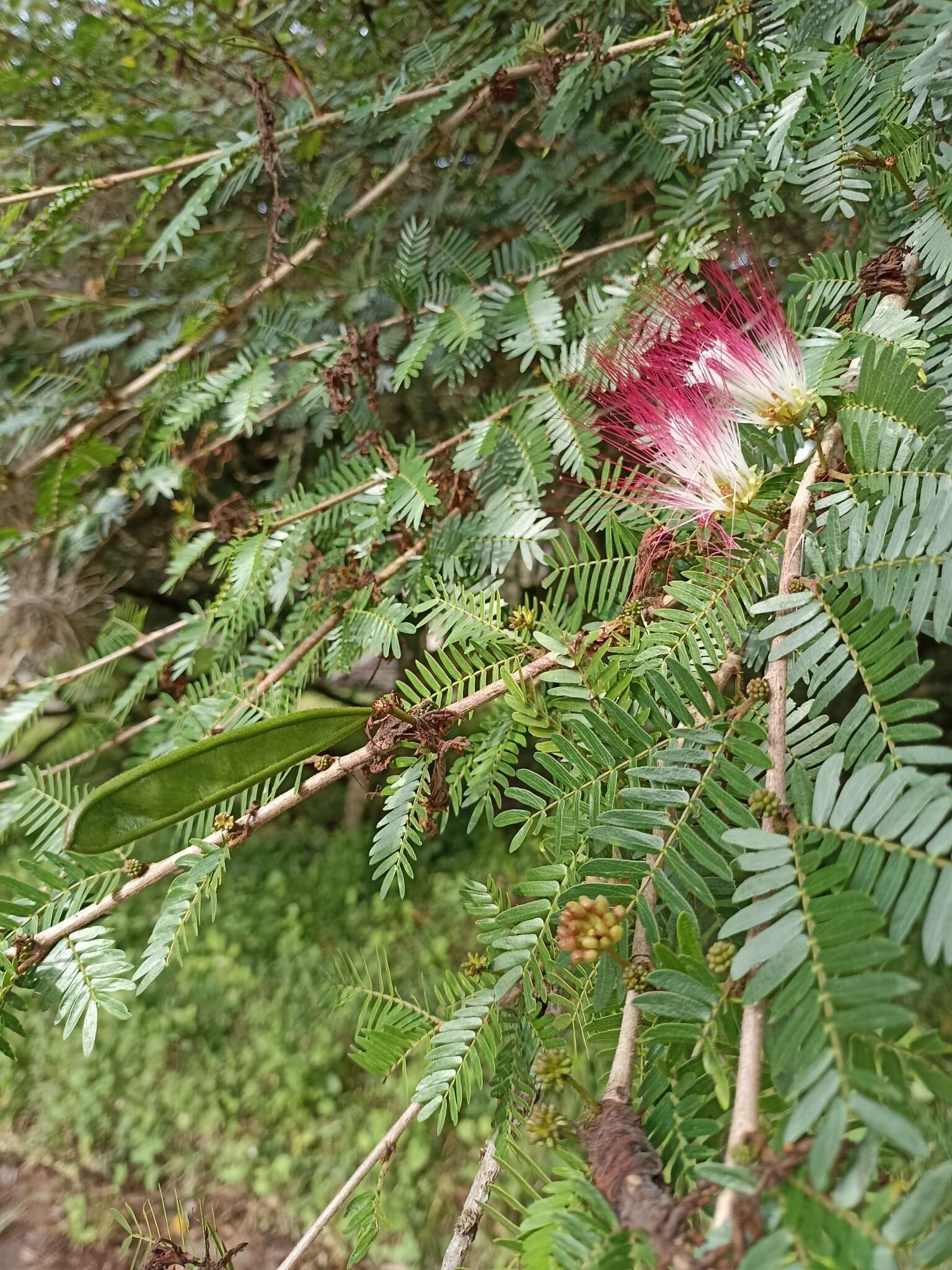 Image of Calliandra riparia Pittier