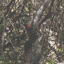 Image of Black-bodied Woodpecker