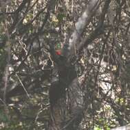 Image of Black-bodied Woodpecker