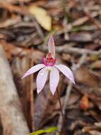 Caladenia hillmanii D. L. Jones的圖片