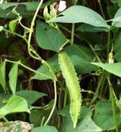 Image of winged bean