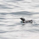 Image of Crested Murrelet