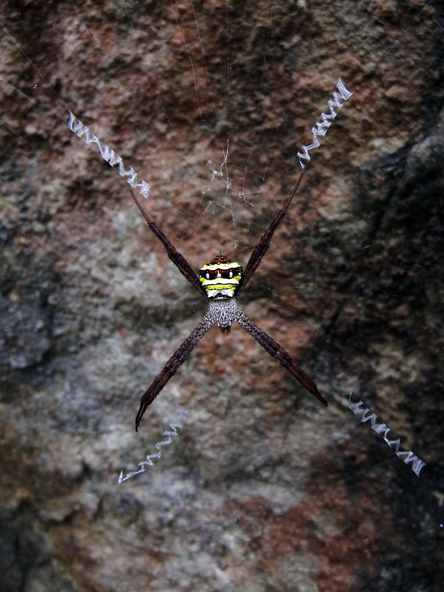 Image of Argiope aetheroides Yin, Wang, Zhang, Peng & Chen 1989