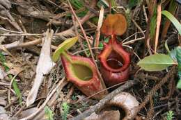 Image of Nepenthes kinabaluensis Sh. Kurata