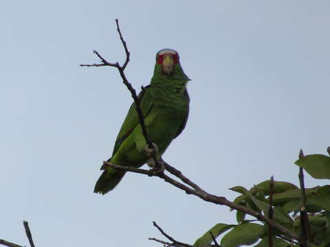 Image of White-fronted Amazon