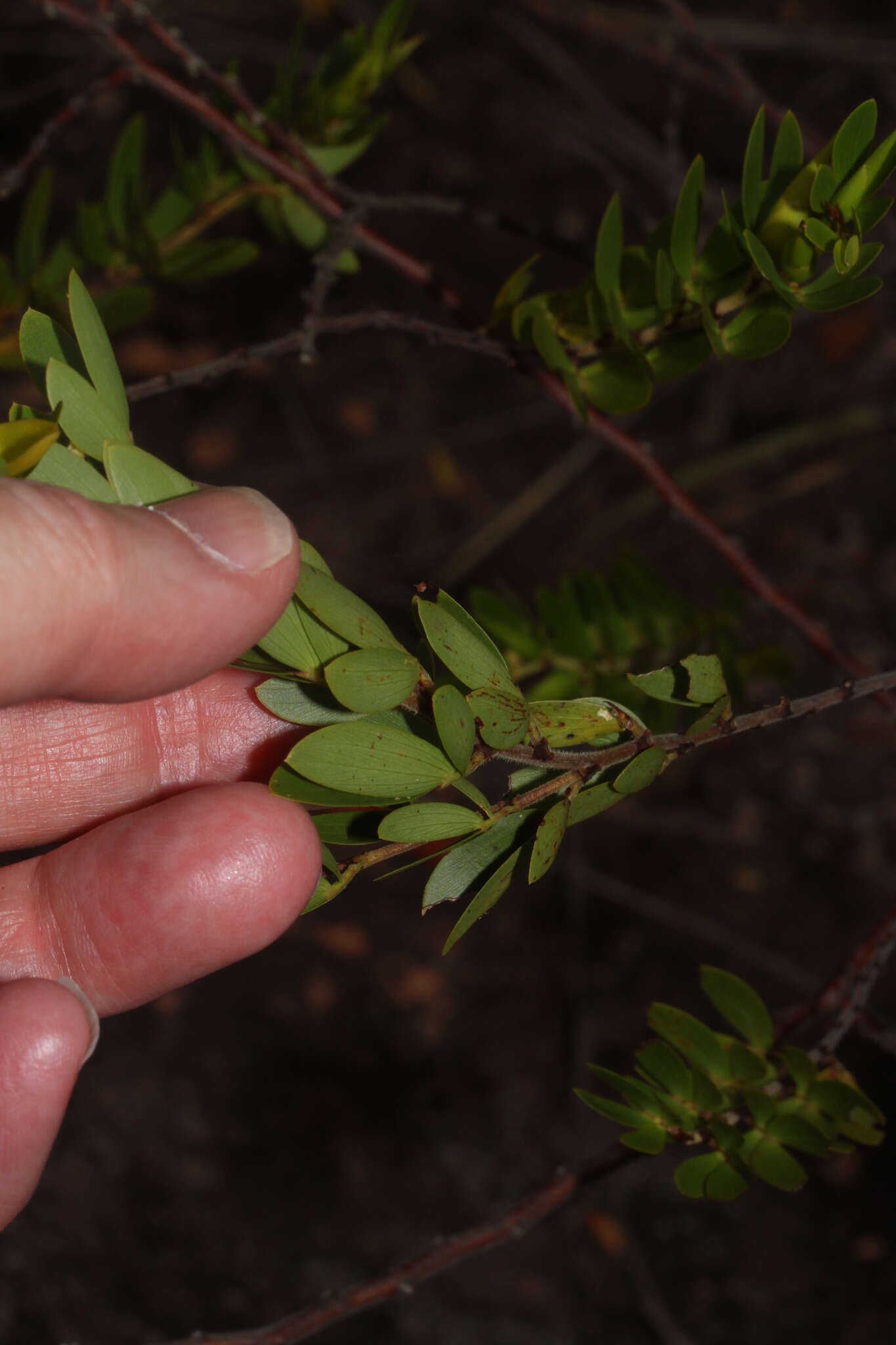 Image of Chamaecrista desvauxii (Collad.) Killip