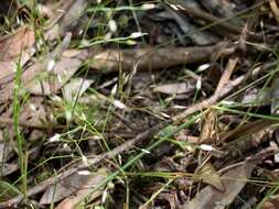 Image of silver hairgrass