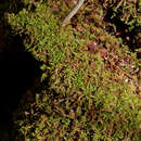 Image of recurved brotherella moss