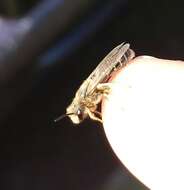 Image of Orange-legged furrow bee