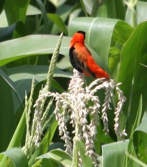 Image of Northern Red Bishop