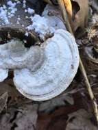 Image of Trametes hirsuta (Wulfen) Lloyd 1924