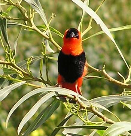 Image of Northern Red Bishop