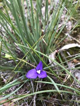 Image of Patersonia fragilis (Labill.) Asch. & Graebn.