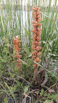 Image of oxtongue broomrape