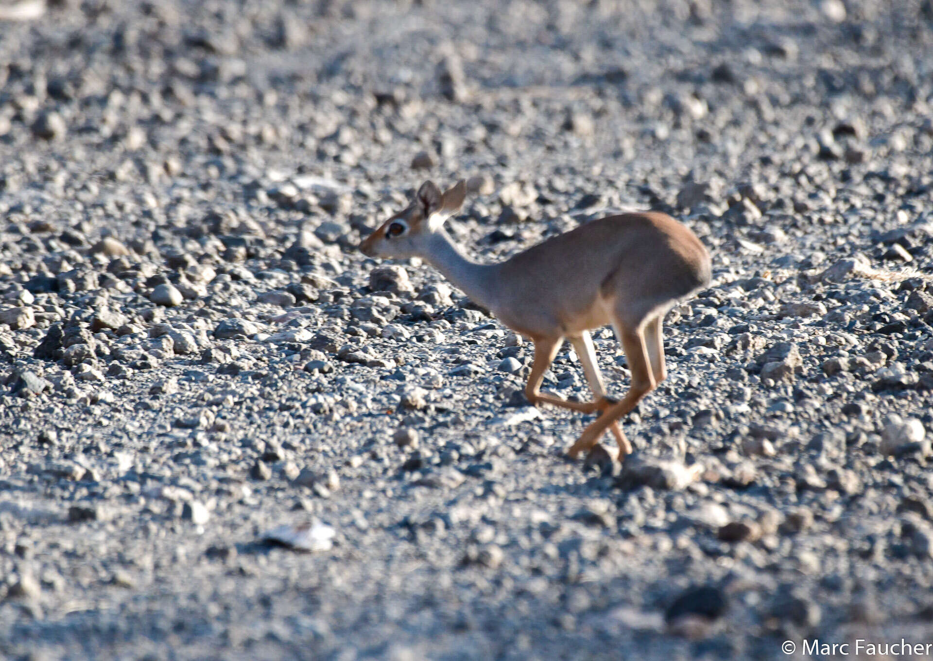 Image of Salt's Dikdik