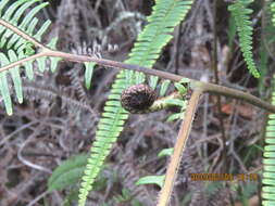 Image of Sticherus owhyhensis (Hook.) Ching