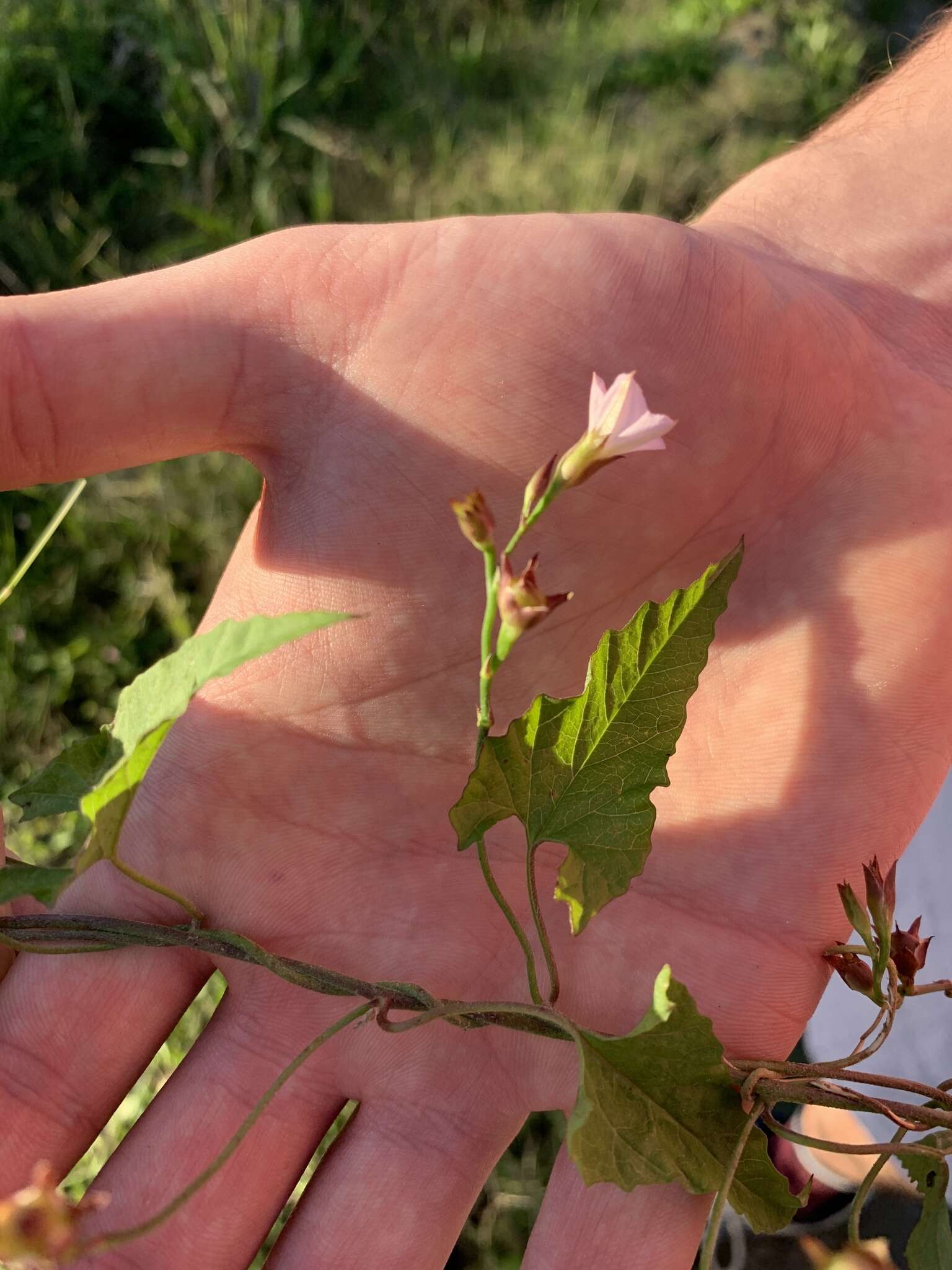 Image of Convolvulus farinosus L.