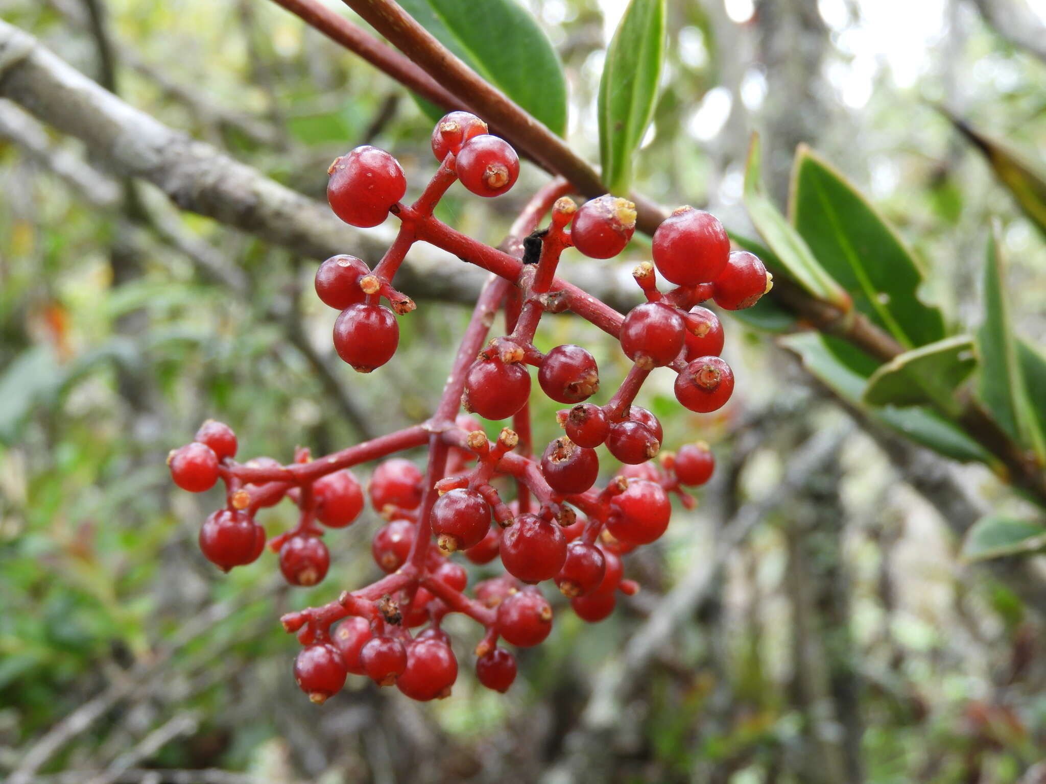 Image of Guadalupe wild coffee