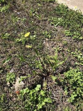 Image of Carolina desert-chicory