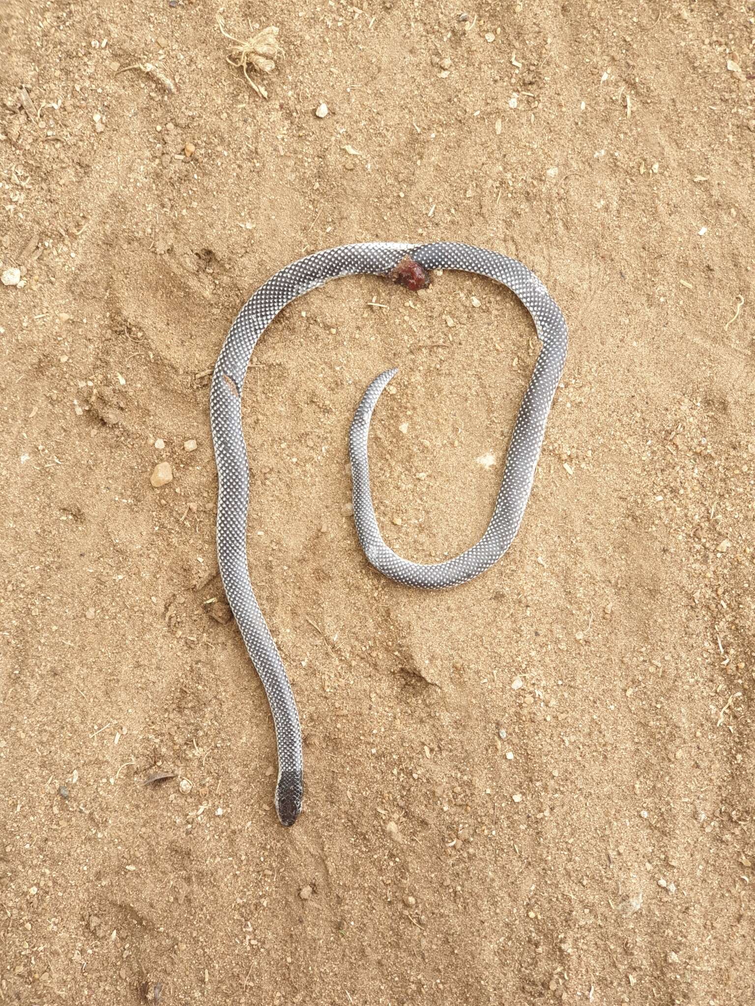 Image of Boettger's Two-headed Snake