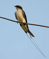 Hirundo smithii Leach 1818 resmi