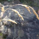 Sivun Graphephorum melicoides (Michx.) Desv. kuva