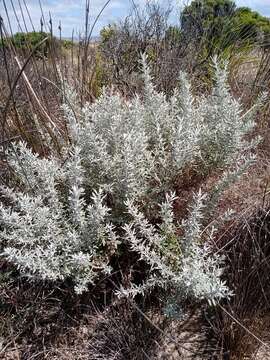 Image of Coast Daisy-bush