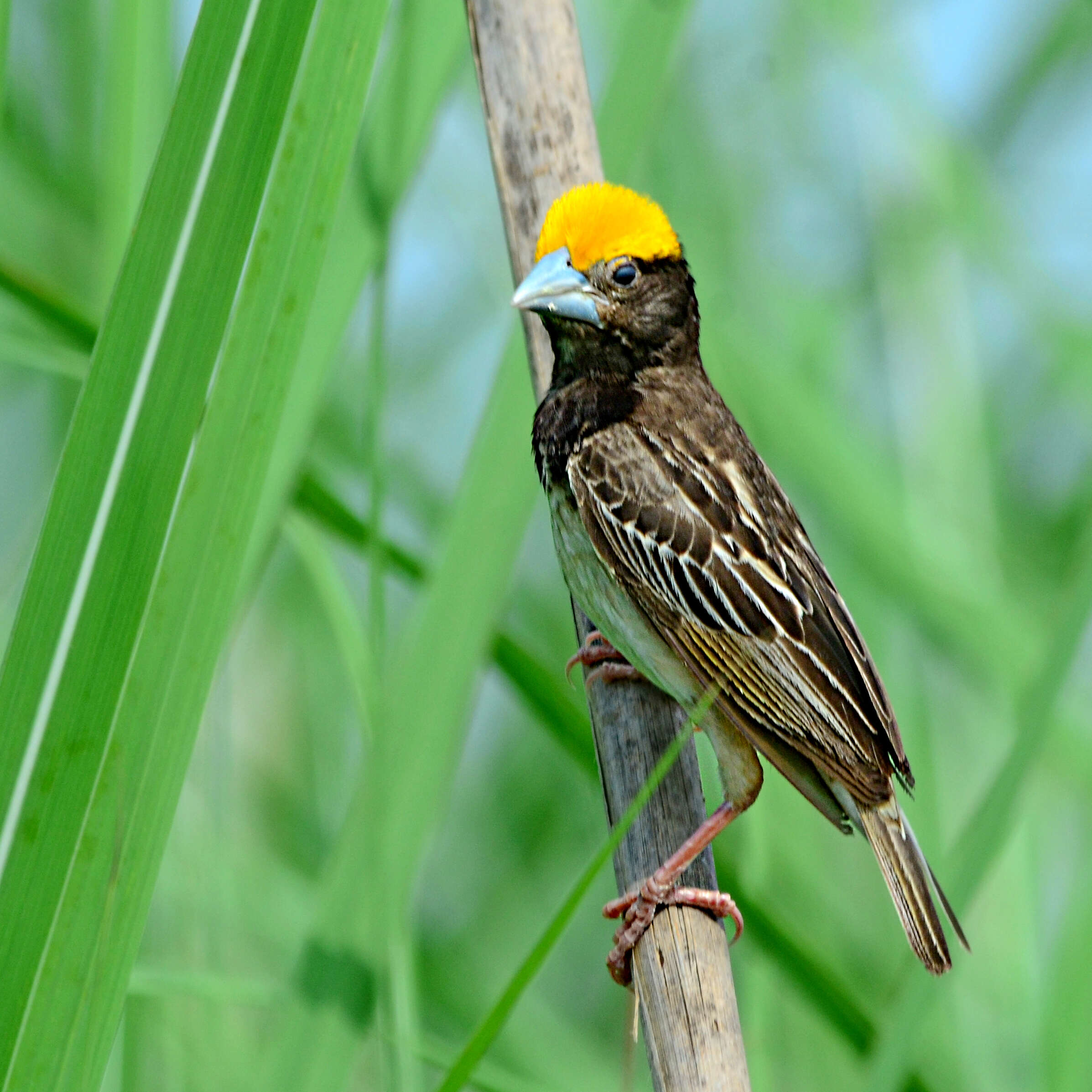 Image of Black-breasted Weaver