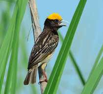 Image of Black-breasted Weaver