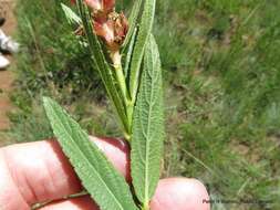 Слика од Acalypha punctata var. punctata