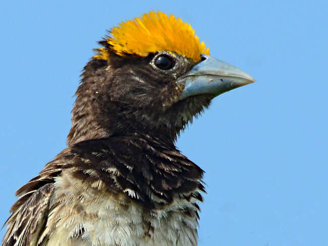 Image de Tisserin du Bengale