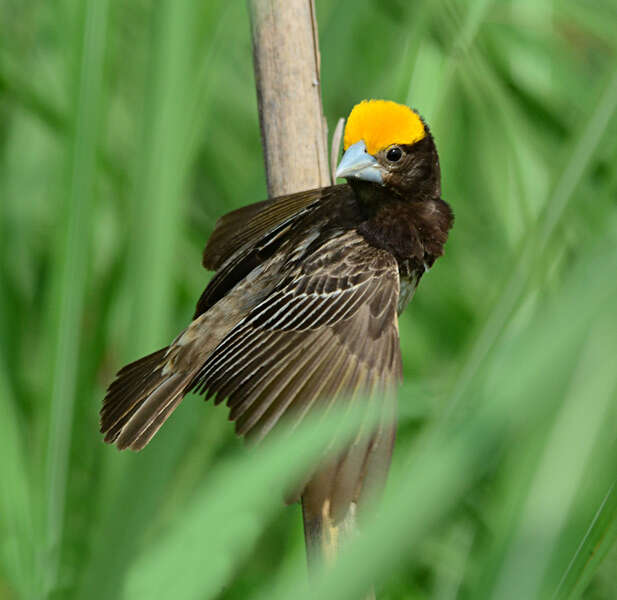 Image of Black-breasted Weaver