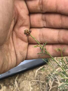 Image of white prairie clover