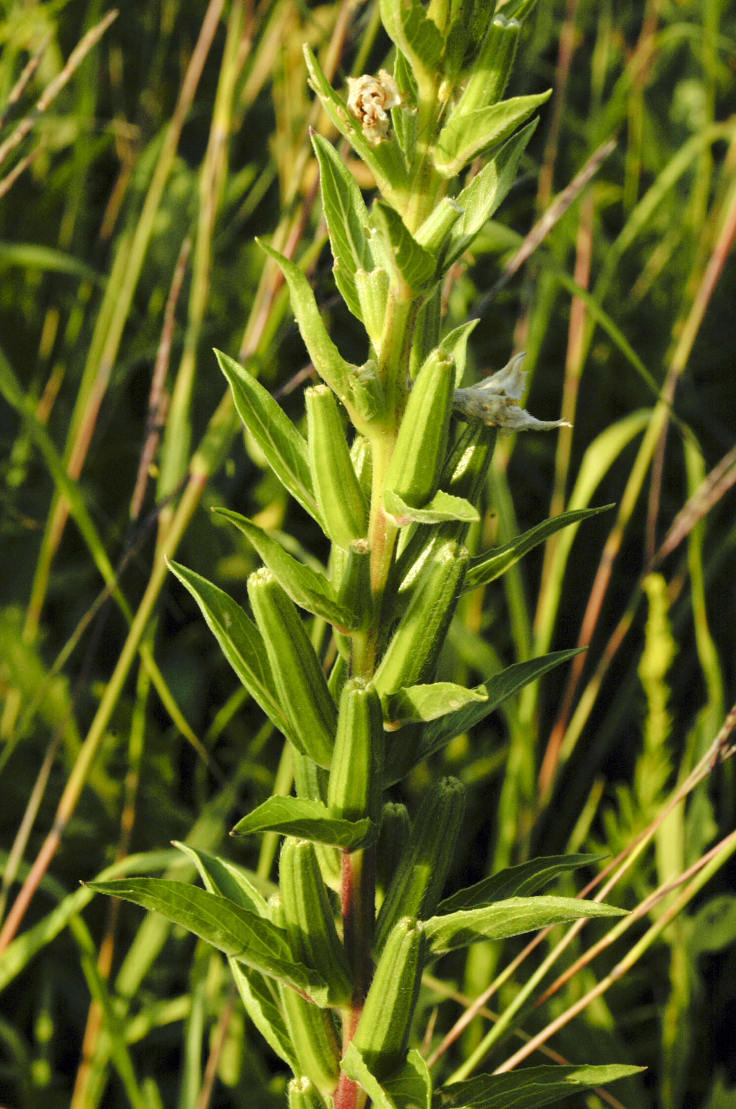 Imagem de Oenothera perennis L.